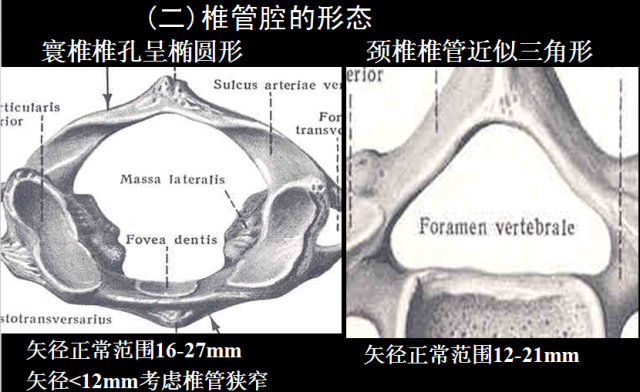 【值得分享】脊柱脊髓解剖（高清大图）