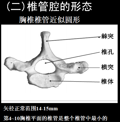 【值得分享】脊柱脊髓解剖（高清大图）