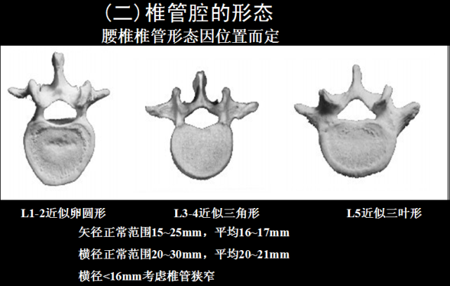 【值得分享】脊柱脊髓解剖（高清大图）