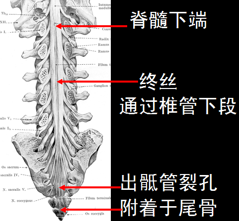 【值得分享】脊柱脊髓解剖（高清大图）