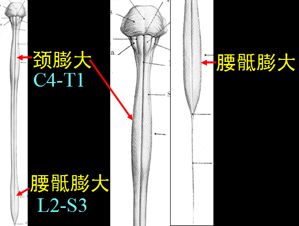 【值得分享】脊柱脊髓解剖（高清大图）