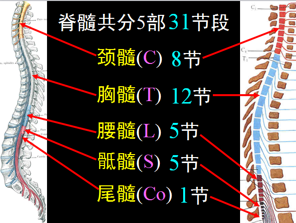 【值得分享】脊柱脊髓解剖（高清大图）