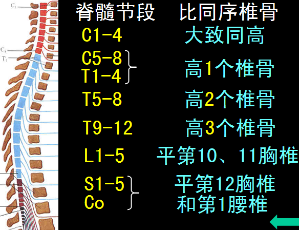 【值得分享】脊柱脊髓解剖（高清大图）