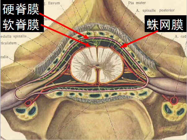 【值得分享】脊柱脊髓解剖（高清大图）