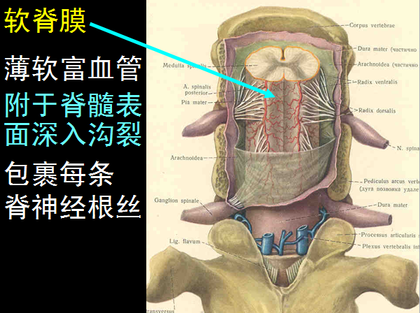 【值得分享】脊柱脊髓解剖（高清大图）