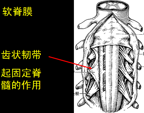 【值得分享】脊柱脊髓解剖（高清大图）