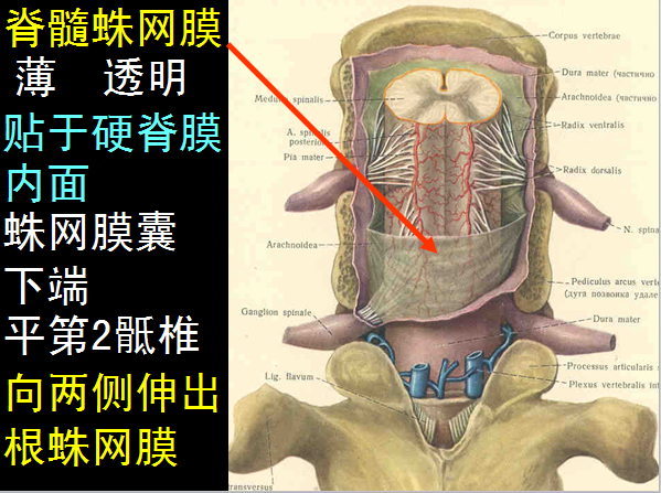 【值得分享】脊柱脊髓解剖（高清大图）