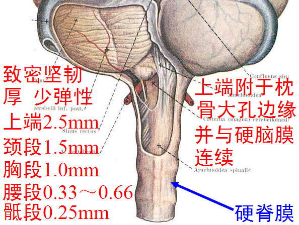 【值得分享】脊柱脊髓解剖（高清大图）