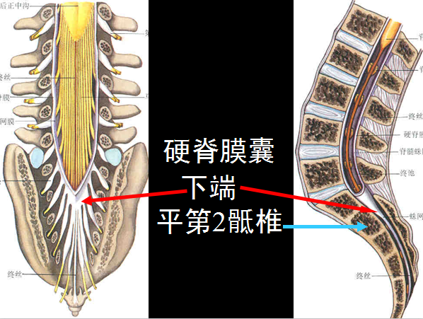 【值得分享】脊柱脊髓解剖（高清大图）