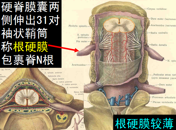 【值得分享】脊柱脊髓解剖（高清大图）