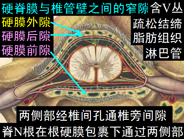 【值得分享】脊柱脊髓解剖（高清大图）