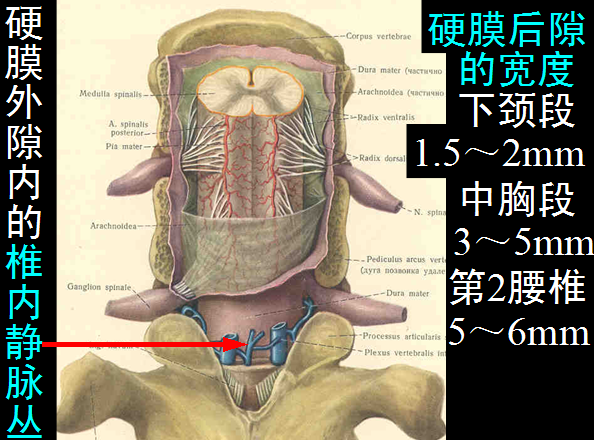 【值得分享】脊柱脊髓解剖（高清大图）