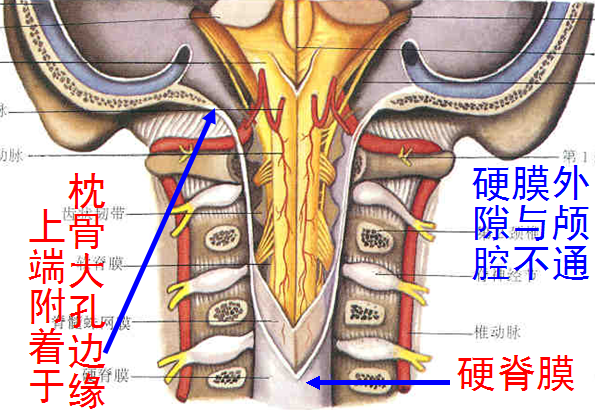 【值得分享】脊柱脊髓解剖（高清大图）