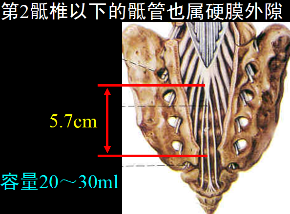 【值得分享】脊柱脊髓解剖（高清大图）