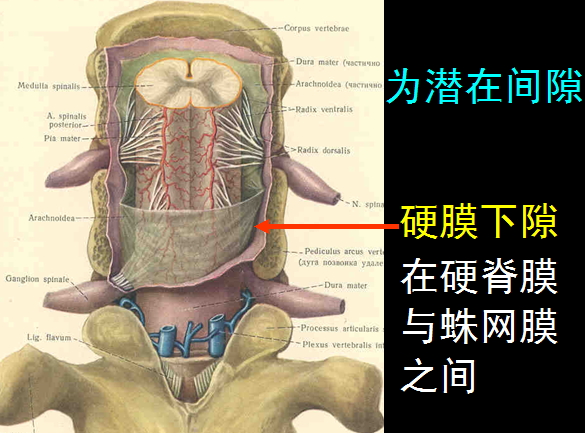 【值得分享】脊柱脊髓解剖（高清大图）