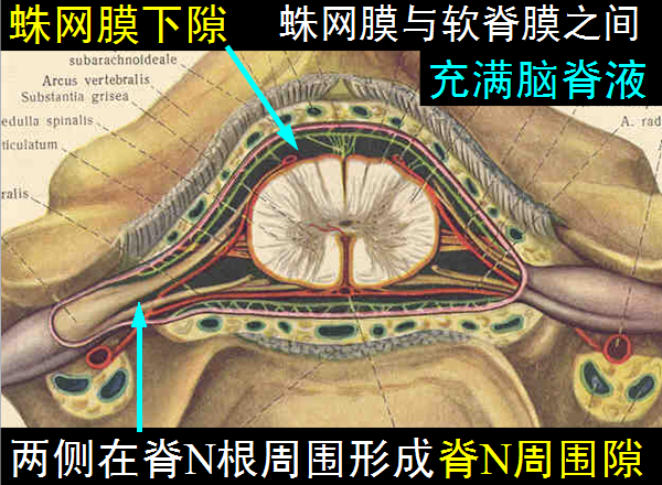 【值得分享】脊柱脊髓解剖（高清大图）