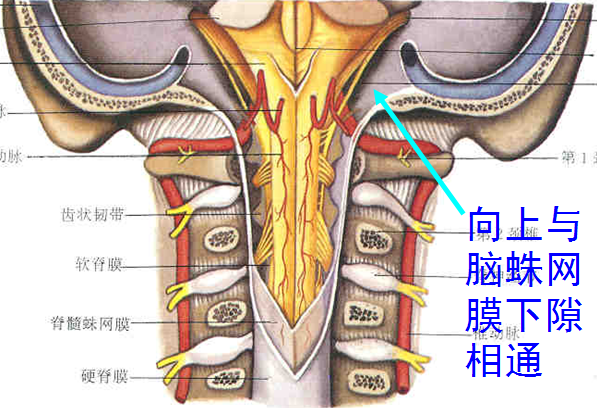 【值得分享】脊柱脊髓解剖（高清大图）