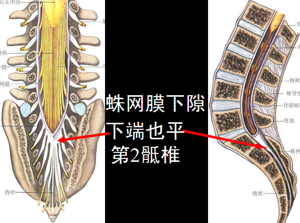 【值得分享】脊柱脊髓解剖（高清大图）