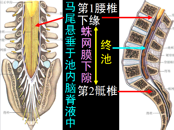 【值得分享】脊柱脊髓解剖（高清大图）