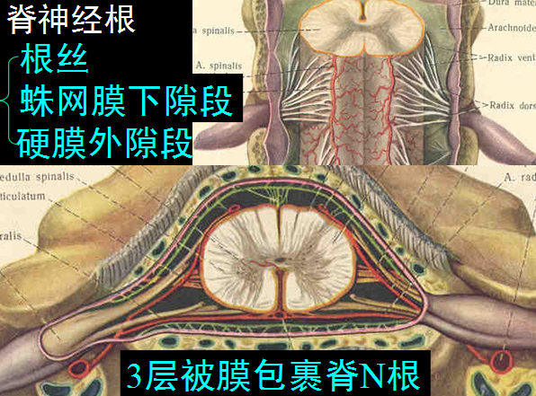 【值得分享】脊柱脊髓解剖（高清大图）