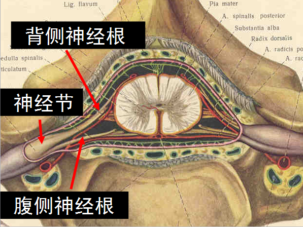 【值得分享】脊柱脊髓解剖（高清大图）