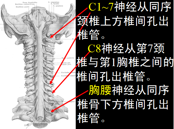 【值得分享】脊柱脊髓解剖（高清大图）