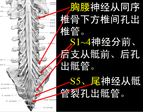 【值得分享】脊柱脊髓解剖（高清大图）