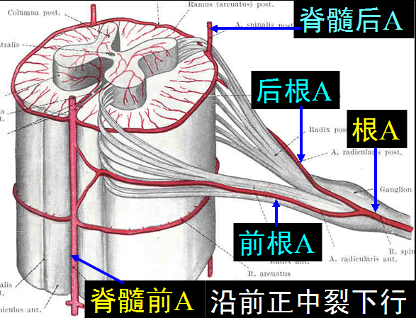 【值得分享】脊柱脊髓解剖（高清大图）