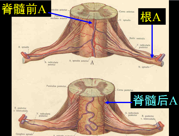 【值得分享】脊柱脊髓解剖（高清大图）