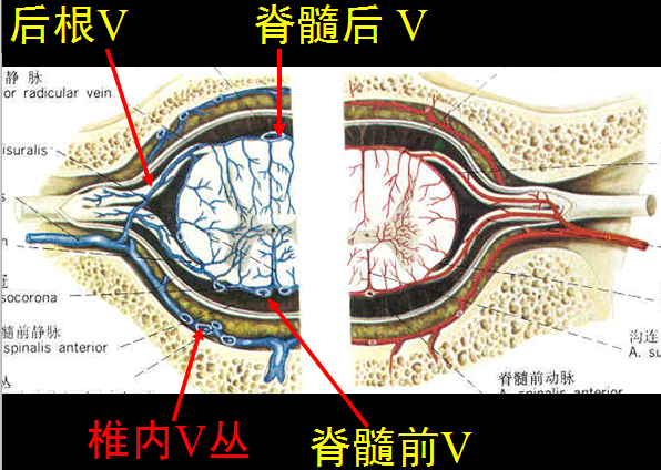 【值得分享】脊柱脊髓解剖（高清大图）