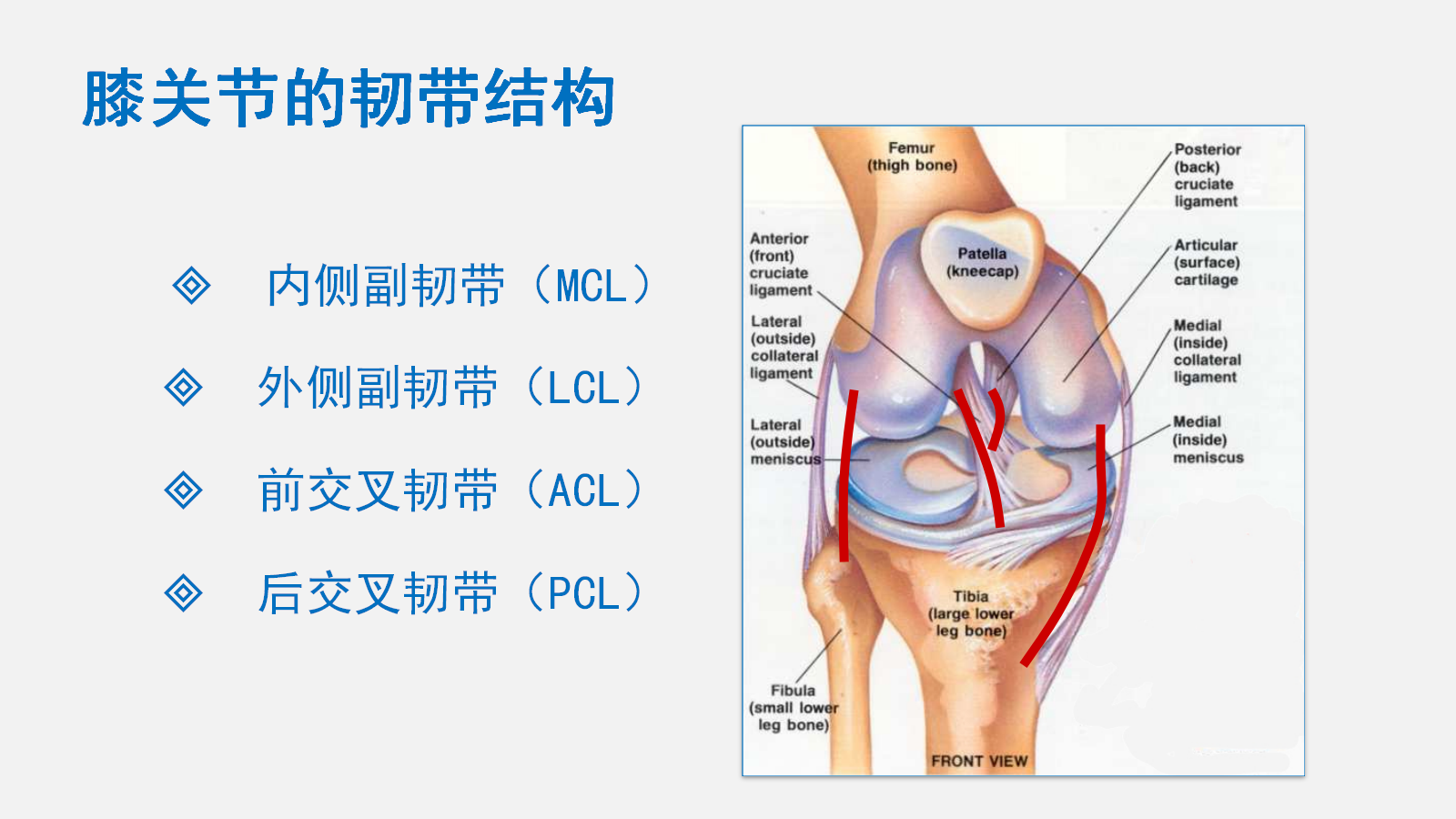 前交叉韧带在哪里图片图片