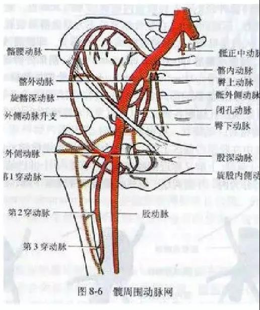 组成:①两侧为旋股内,外侧动脉的分支;②上部为臀上,下动脉的分支;③