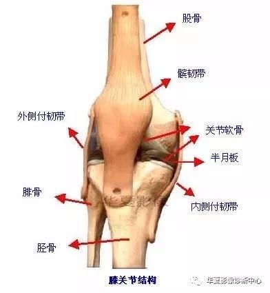 膝关节解剖图谱-值得收藏