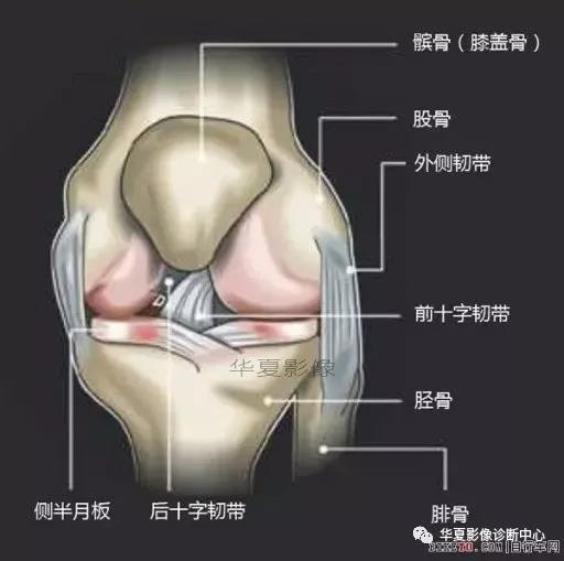 膝关节解剖图谱-值得收藏
