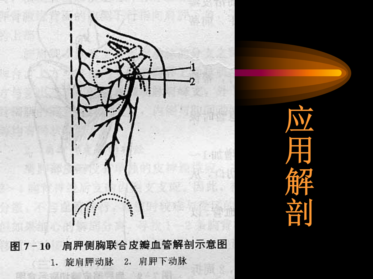 系统详解：骨科常用游离肌皮瓣及皮瓣！