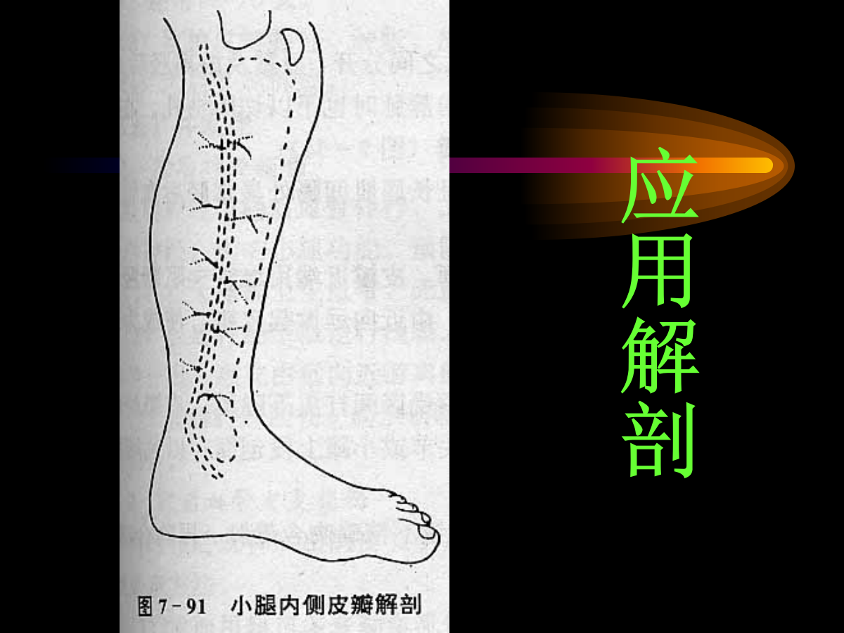 系统详解：骨科常用游离肌皮瓣及皮瓣！