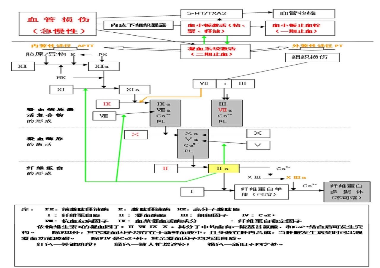 当抗凝遇上出血，如何预防DVT？