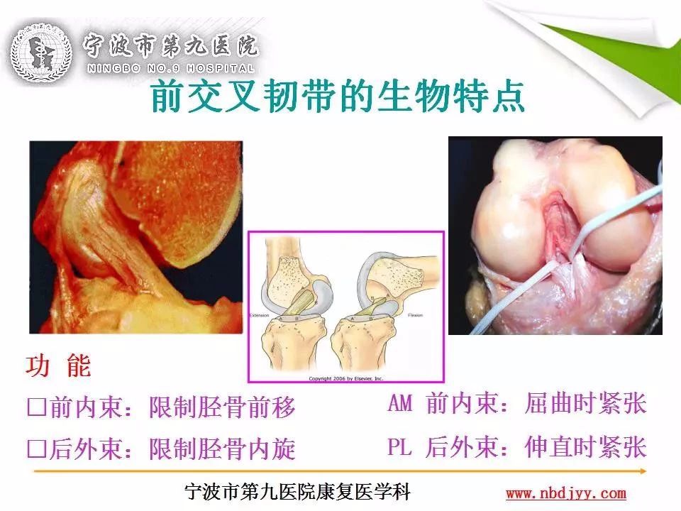 一篇掌握：前交叉韧带重建及术后康复