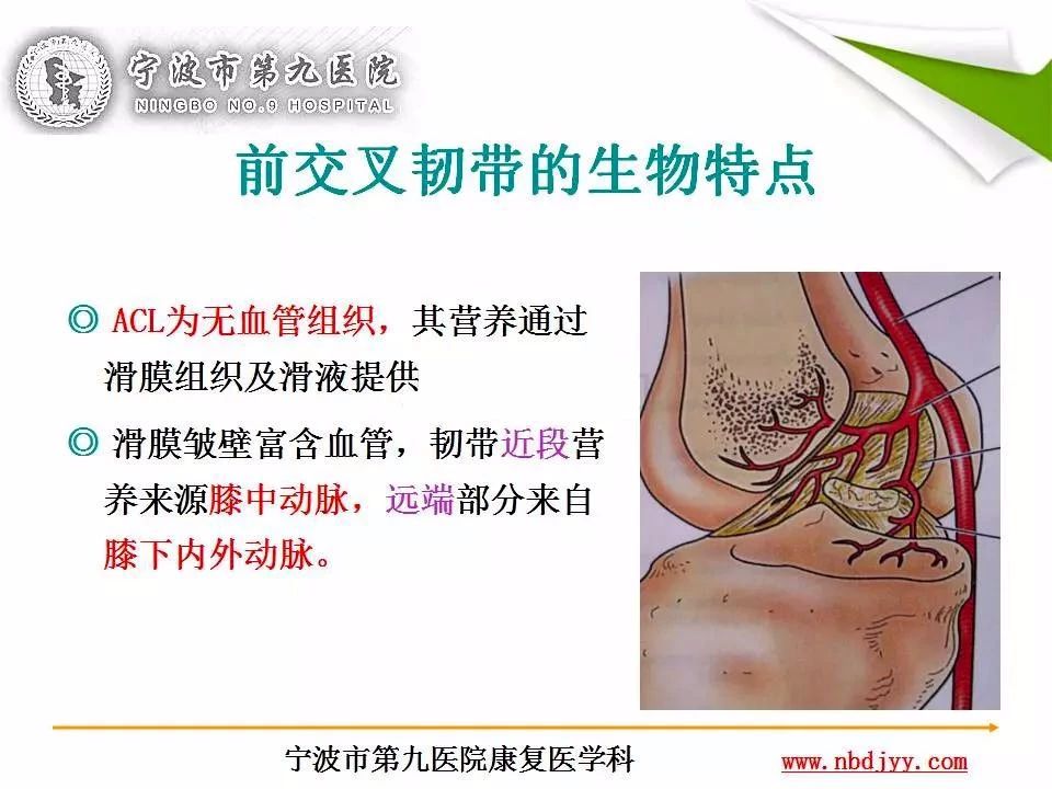 一篇掌握：前交叉韧带重建及术后康复