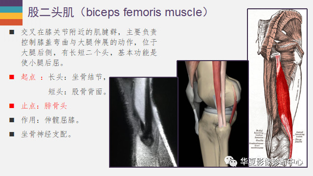 膝关节周围的肌腱有哪些，您知道吗？
