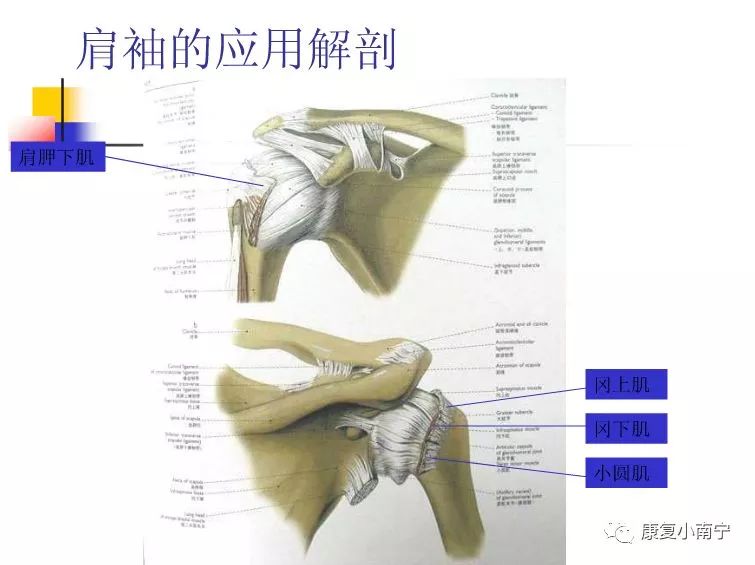 专业！Maitland手法治疗肩周炎，详细图文