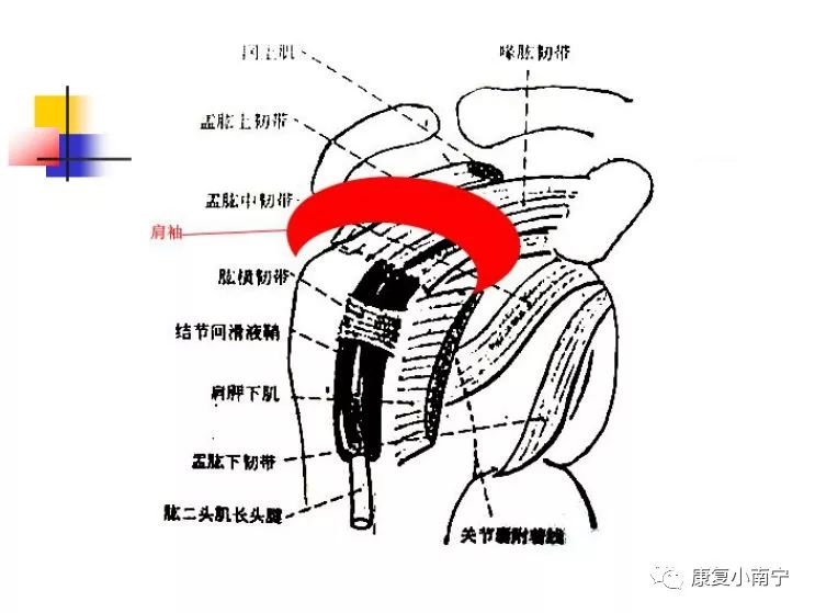 专业！Maitland手法治疗肩周炎，详细图文