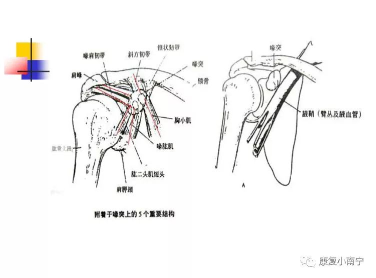 专业！Maitland手法治疗肩周炎，详细图文