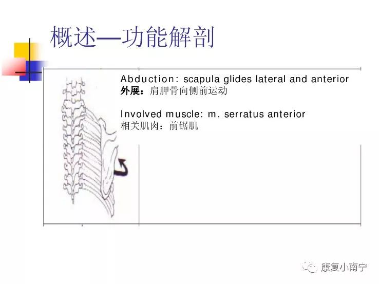 专业！Maitland手法治疗肩周炎，详细图文