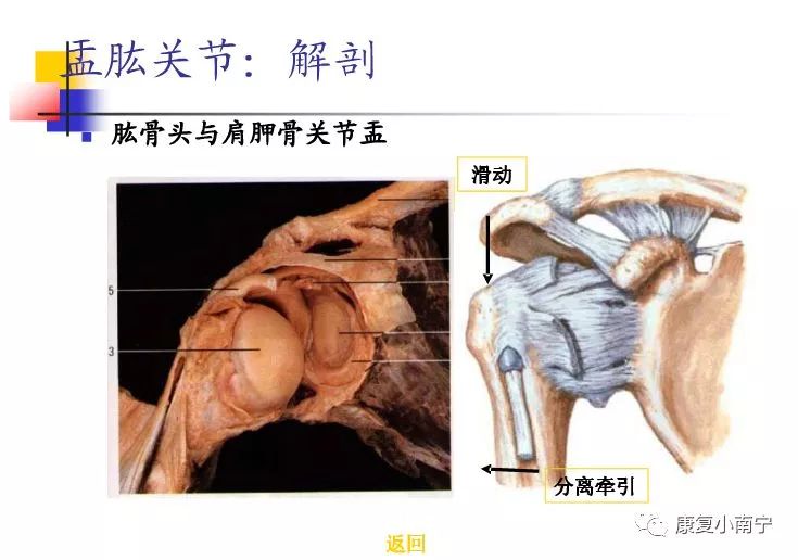 专业！Maitland手法治疗肩周炎，详细图文