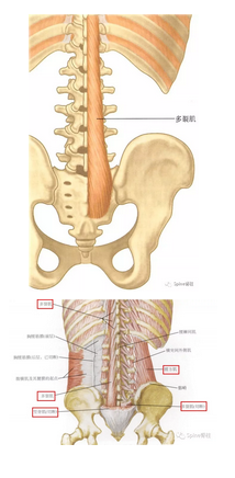 椎旁肌肉图片