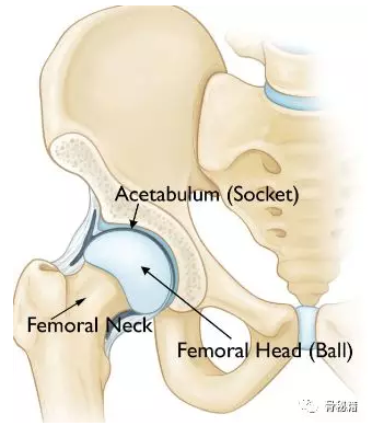髋臼旋转中心图片