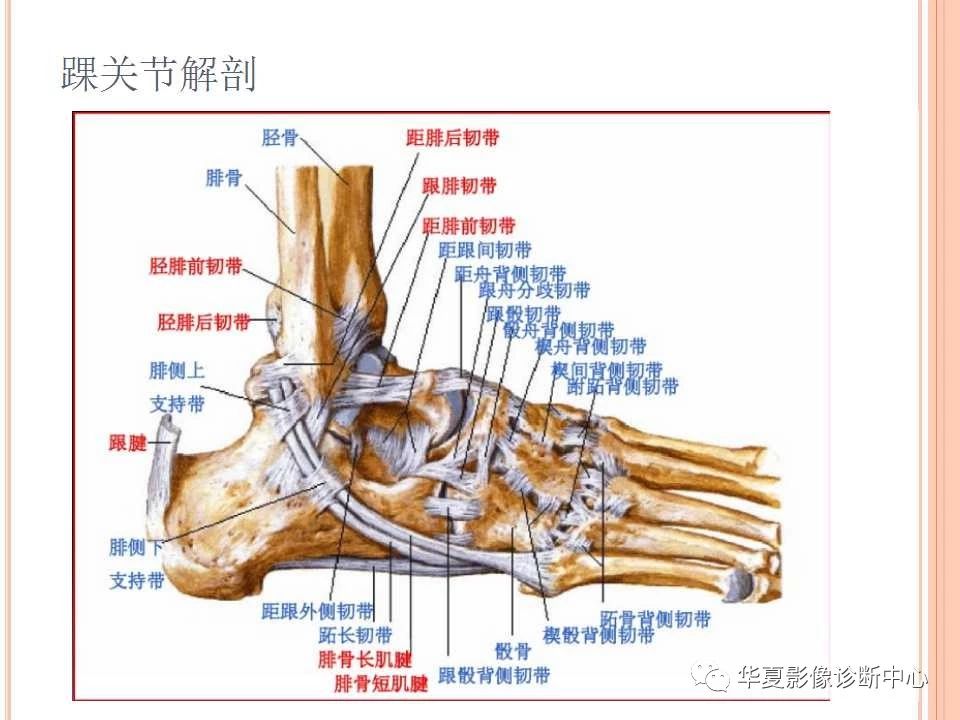 一文详解：踝关节MRI解剖及常见损伤类型