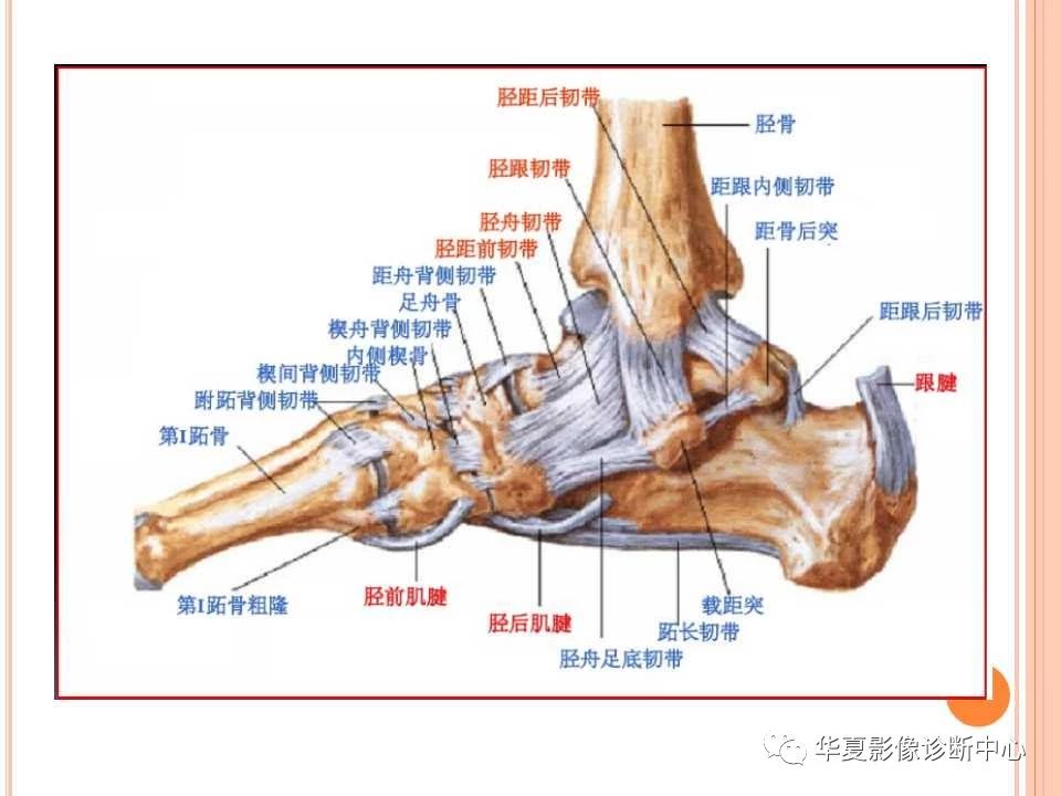 一文详解：踝关节MRI解剖及常见损伤类型