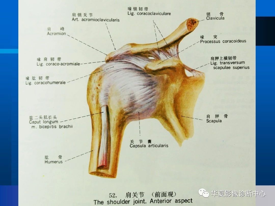 肩关节的影像解剖与MRI（附关节实物图）